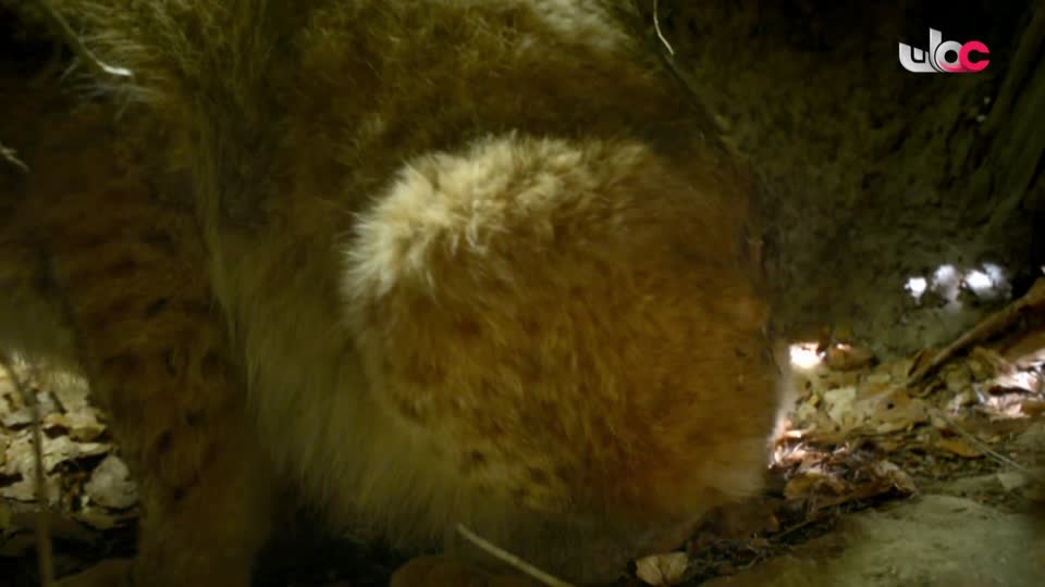 برنامج - تقنيات حيوانية - الحلقة 11