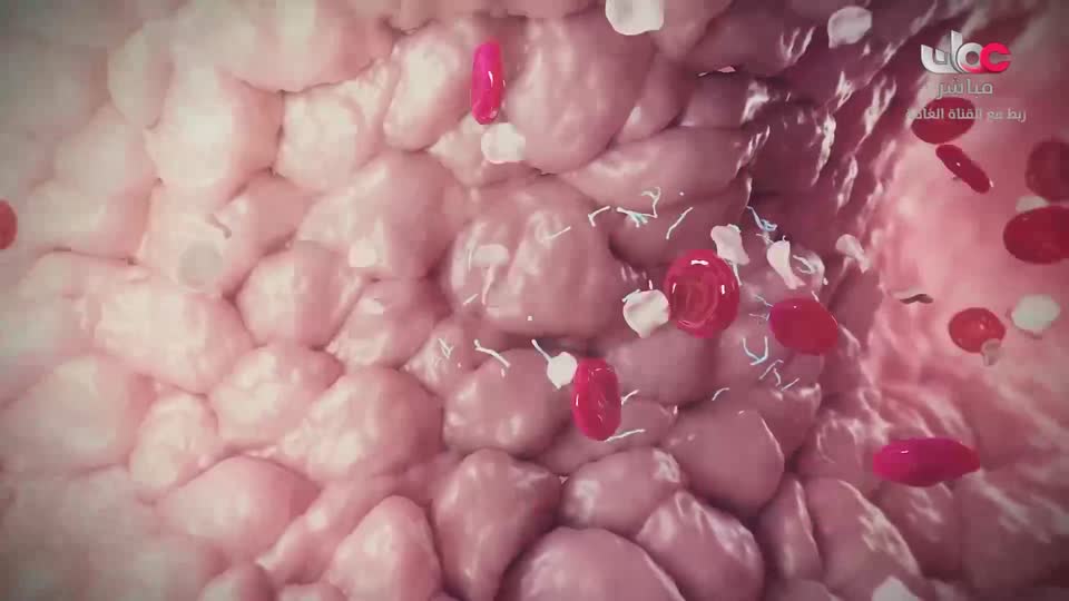 برنامج - اسرار الجسد - الحلقة 22