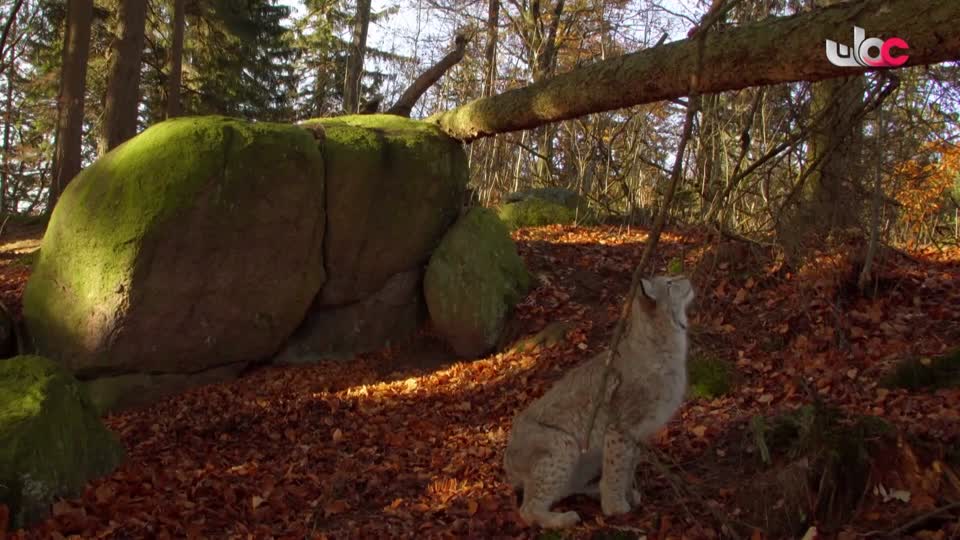 برنامج - تقنيات حيوانية - الحلقة 12