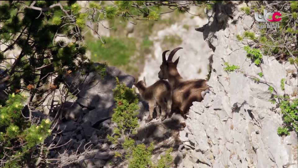 البرنامج الثقافي - الصراع من أجل البقاء