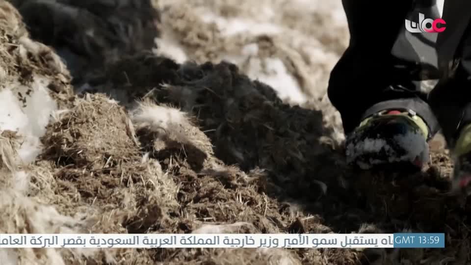 برنامج - تقنيات حيوانية - الحلقة 13