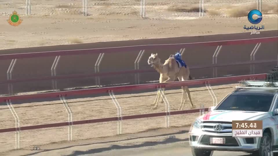 السباق العام للهجانة السلطانية بالفليج