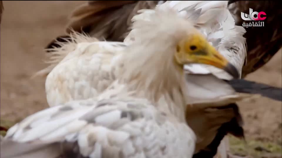 البرنامج الثقافي - عالم الأشجار