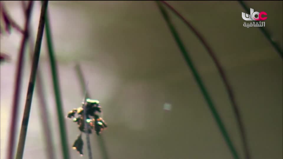 البرنامج الثقافي - أسرار الدماغ ج2