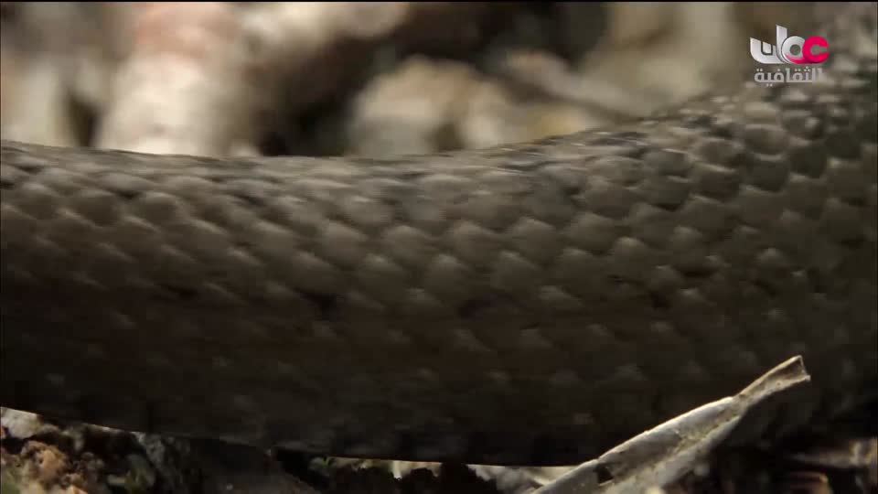 البرنامج الثقافي - الصراع من أجل البقاء