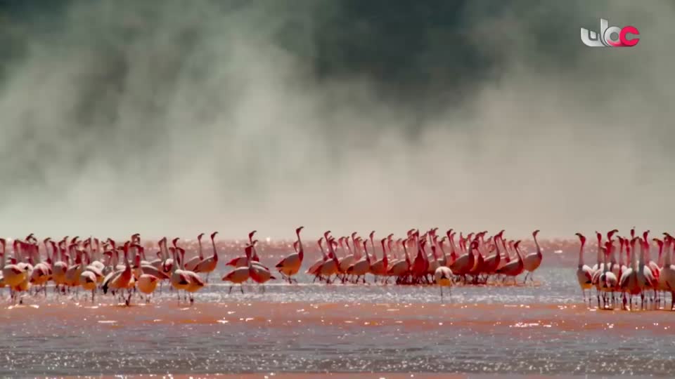 برنامج - تقنيات حيوانية - الحلقة 16