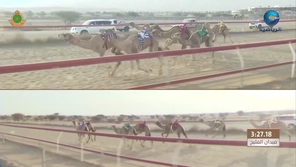 السباق العام للمهرجان السنوي لسباقات الهجن الاهلية - الفليج 2026 - الحلقة 1