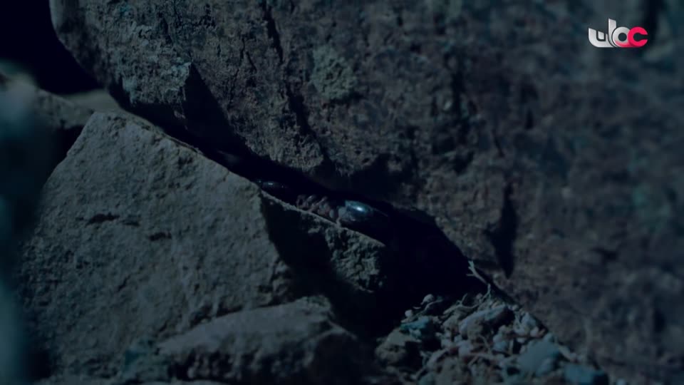 برنامج - تقنيات حيوانية - الحلقة 17