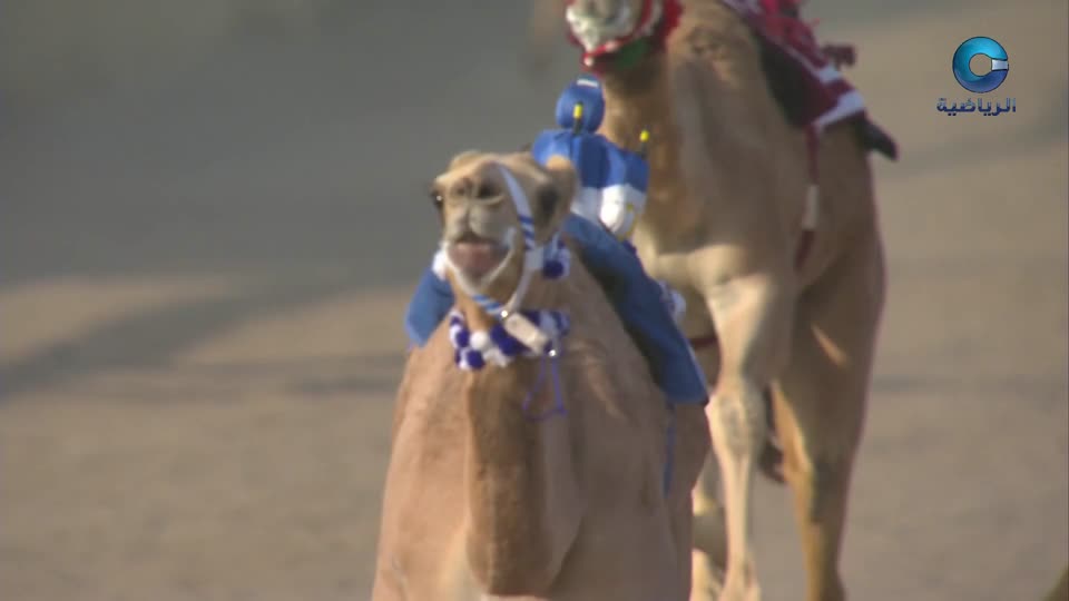 السباق العام للمهرجان السنوي لسباقات الهجن الاهلية - الفليج 2026 - الحلقة 3