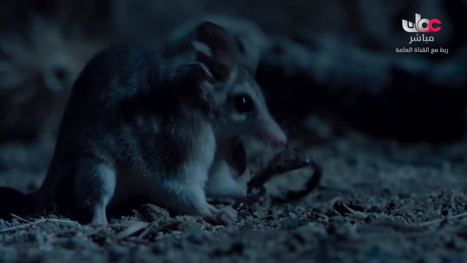 برنامج - تقنيات حيوانية - الحلقة 17