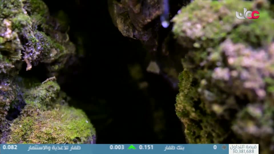 برنامج/طاقة الحياة