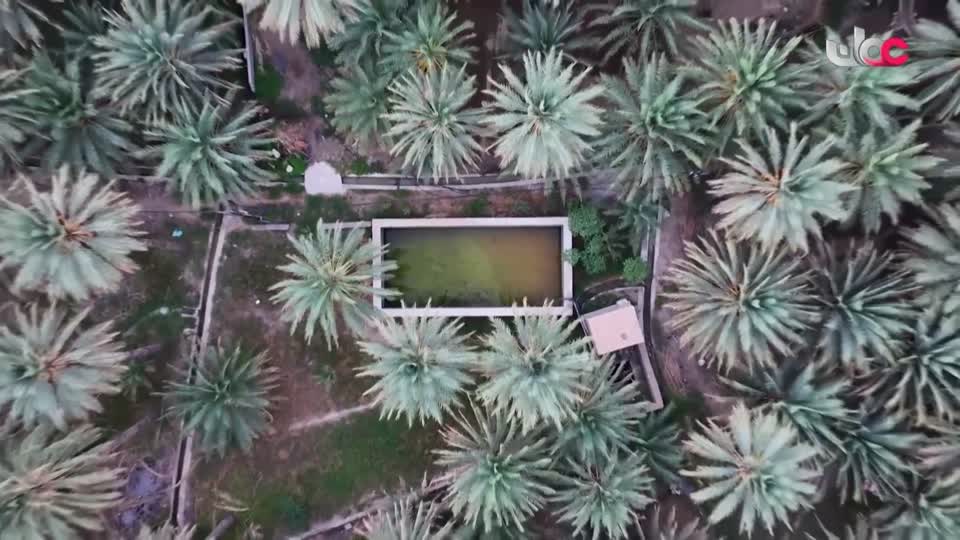 أخبار الواحدة