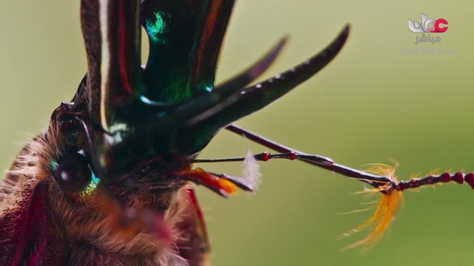 المسلسل العماني/ الفاغور