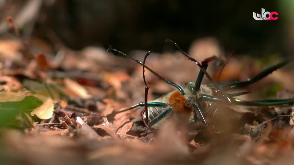 المسلسل العماني/ الفاغور