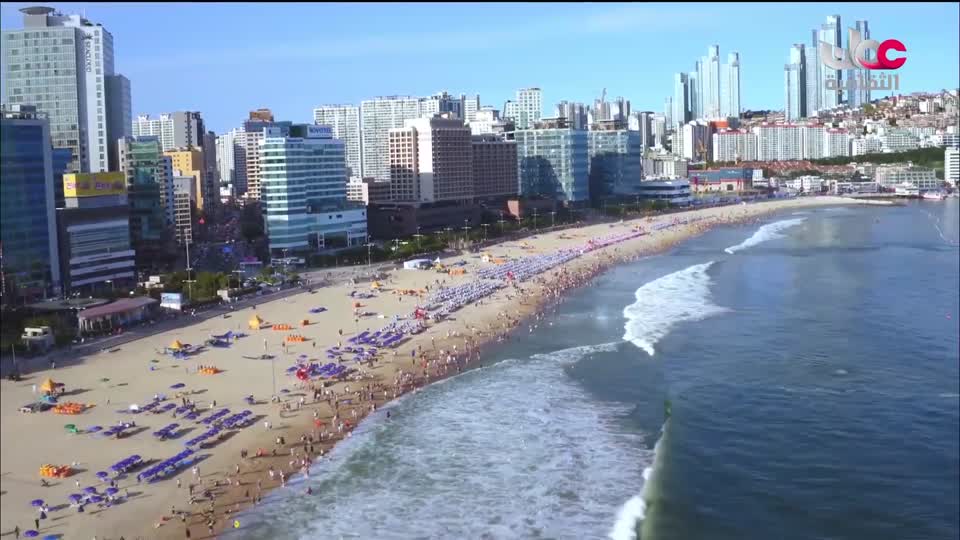 البرنامج الثقافي - عالم الأشجار