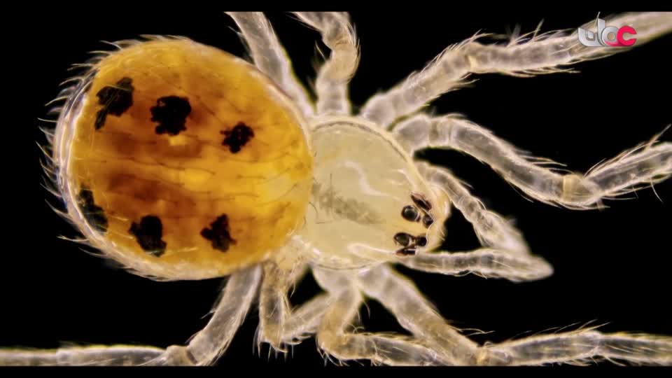 المسلسل العماني/ الفاغور