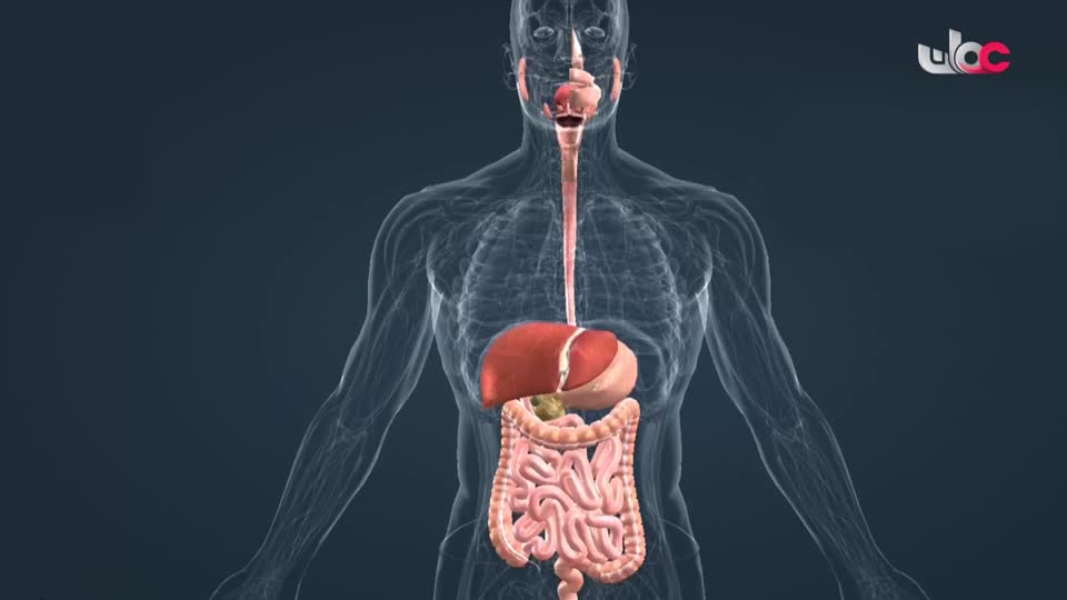 برنامج/مدن وحضارات