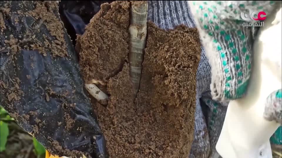 البرنامج الثقافي - عالم الأشجار