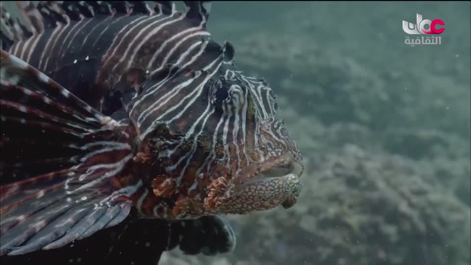 البرنامج الثقافي - غرائب البحار - الحلقة 1