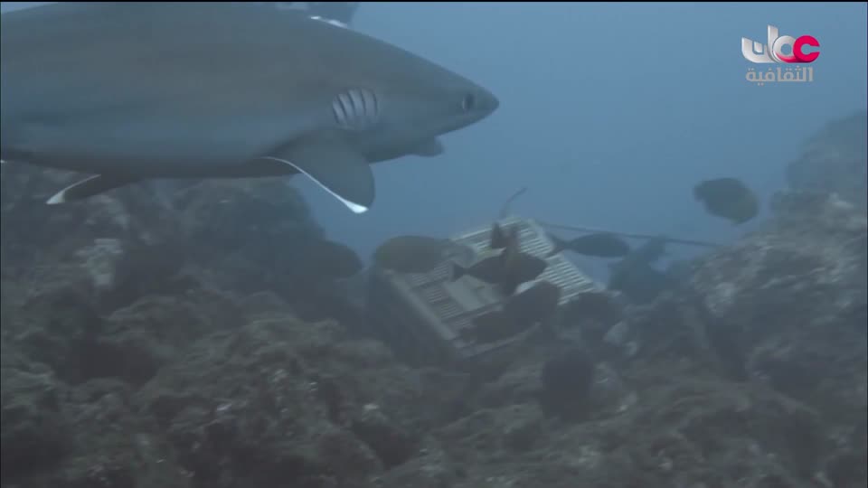 البرنامج الثقافي - كنور غارقة