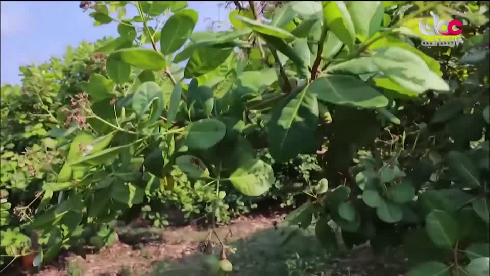 البرنامج الثقافي - عالم الأشجار