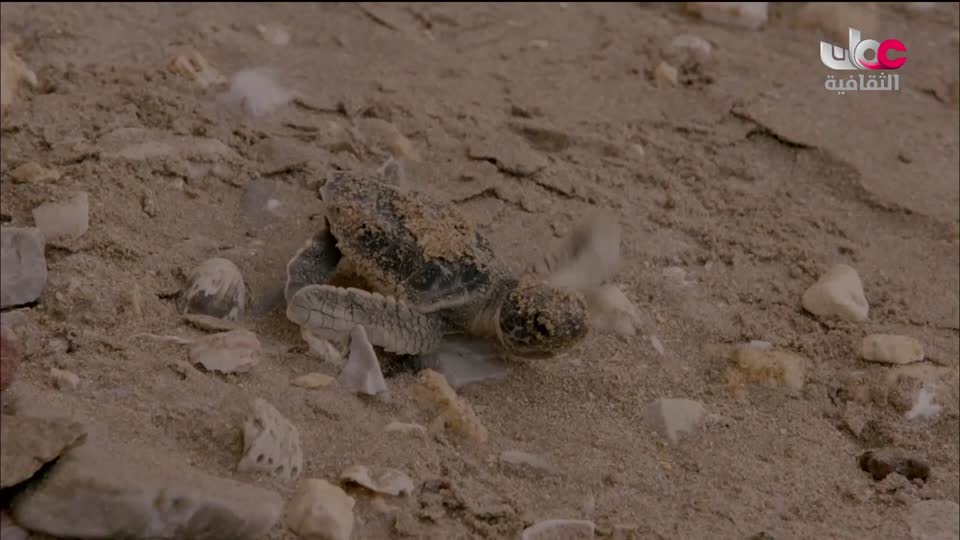 البرنامج الثقافي - غرائب البحار - الحلقة 5