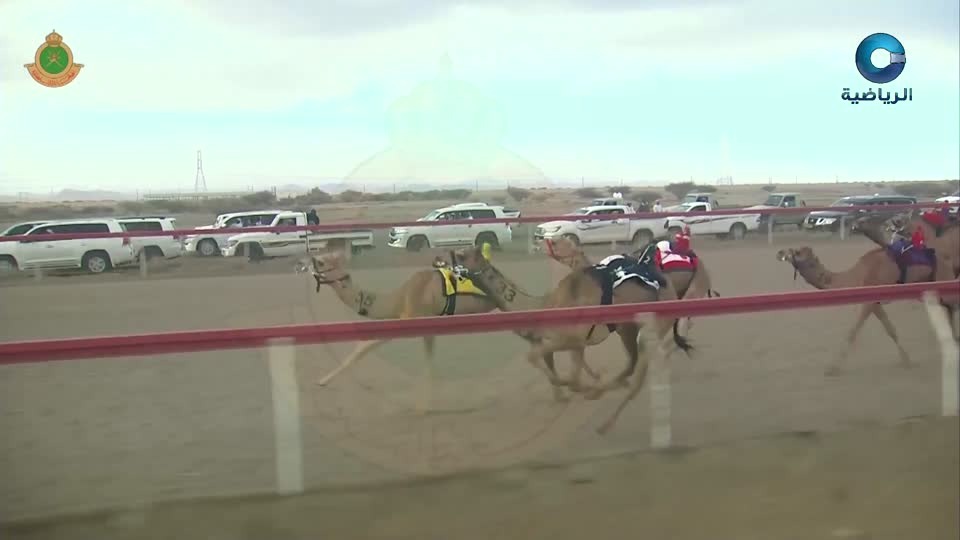 السباق العام للمهرجان السنوي لسباقات الهجن الاهلية - الفليج 2026 - الحلقة 3
