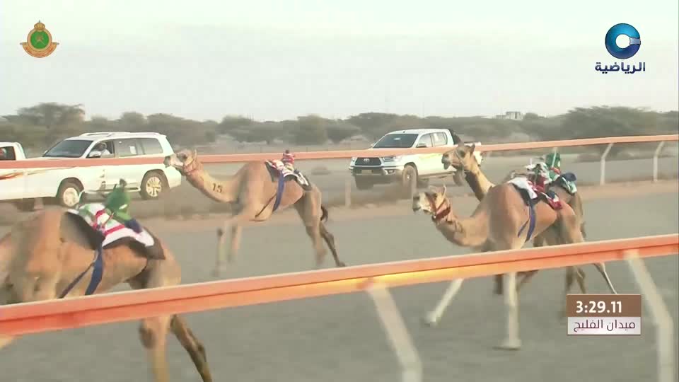 السباق العام للمهرجان السنوي لسباقات الهجن الاهلية - الفليج 2026 - الحلقة 7