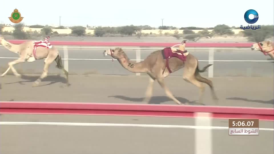 السباق العام للمهرجان السنوي لسباقات الهجن الاهلية - الفليج 2026 - الحلقة 8