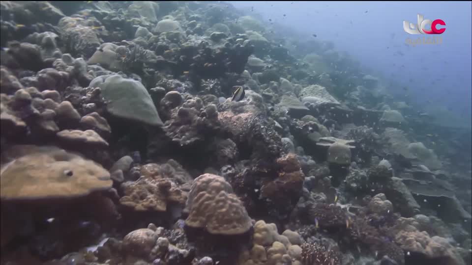 البرنامج الثقافي - كنور غارقة