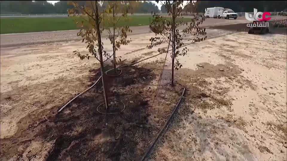 البرنامج الثقافي - عالم الأشجار