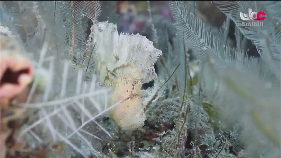 البرنامج الثقافي - كنور غارقة