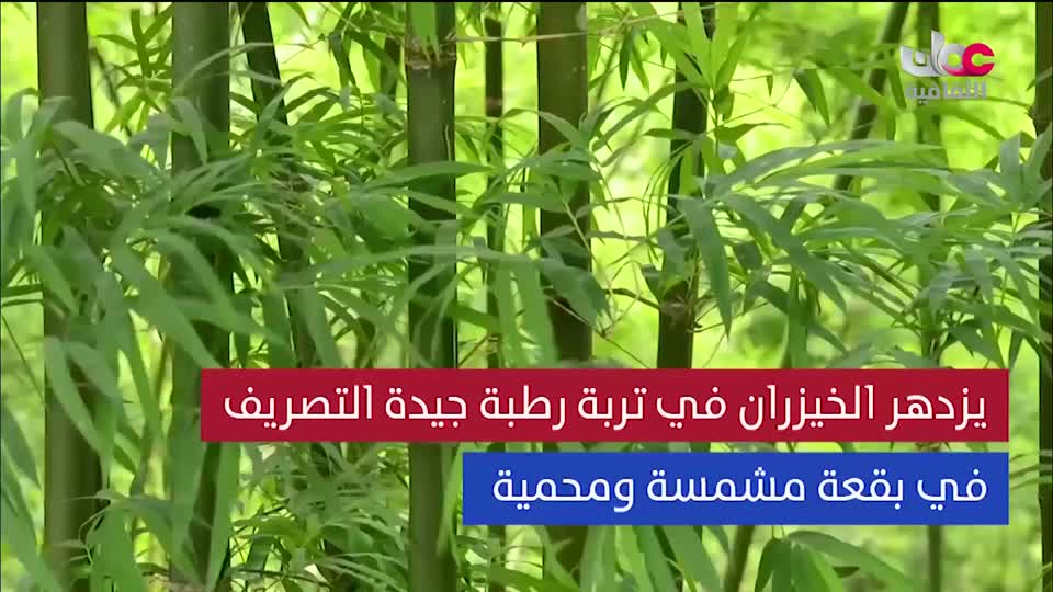 البرنامج الثقافي - عالم الأشجار