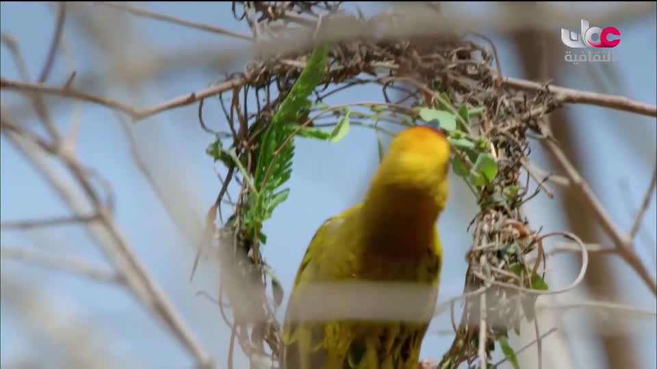 البرنامج الثقافي - غرائب الصحاري - الحلقة 1