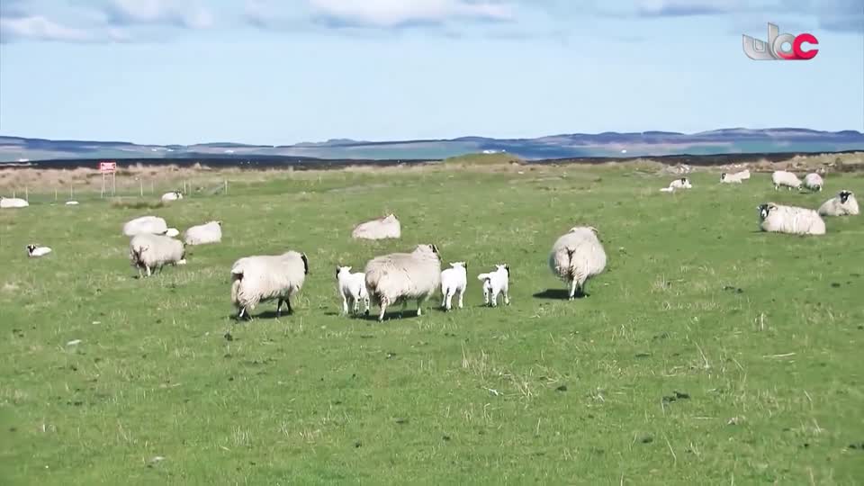 البرنامج الثقافي / ماذا تعرف عن