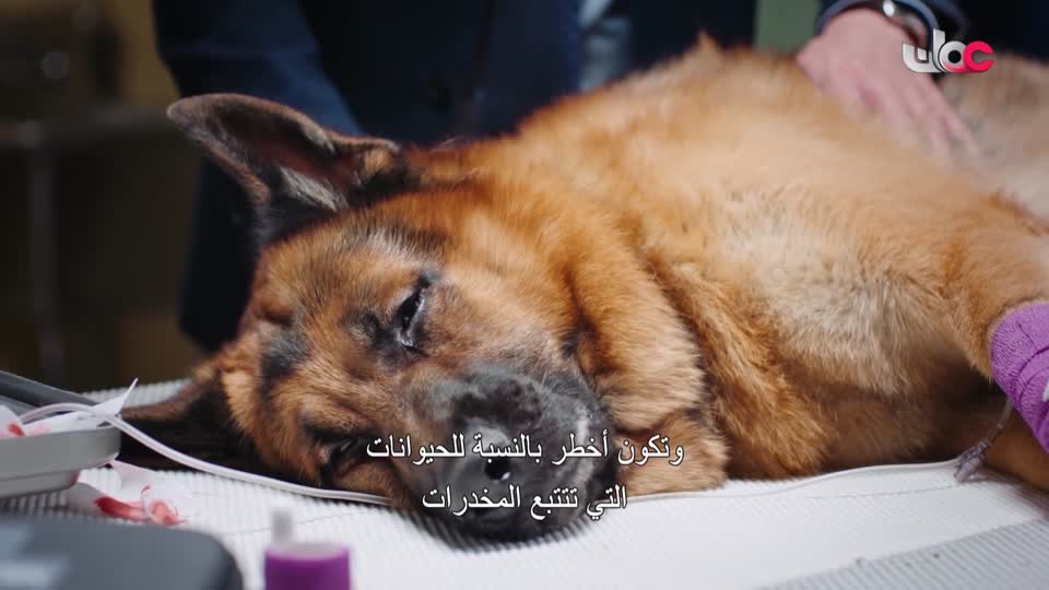 HUDSON AND REX - المسلسل الاجنبي - الحلقة 37