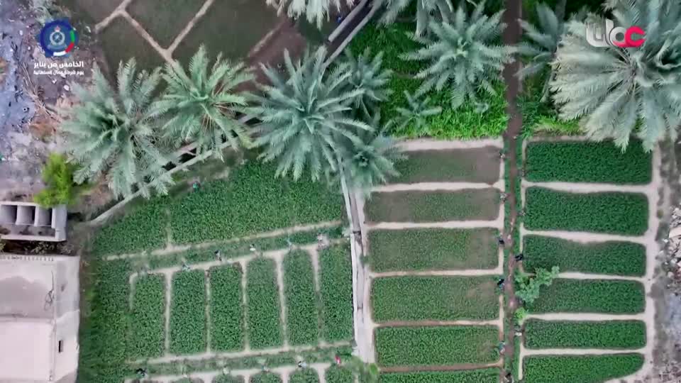 نشرة الواحدة