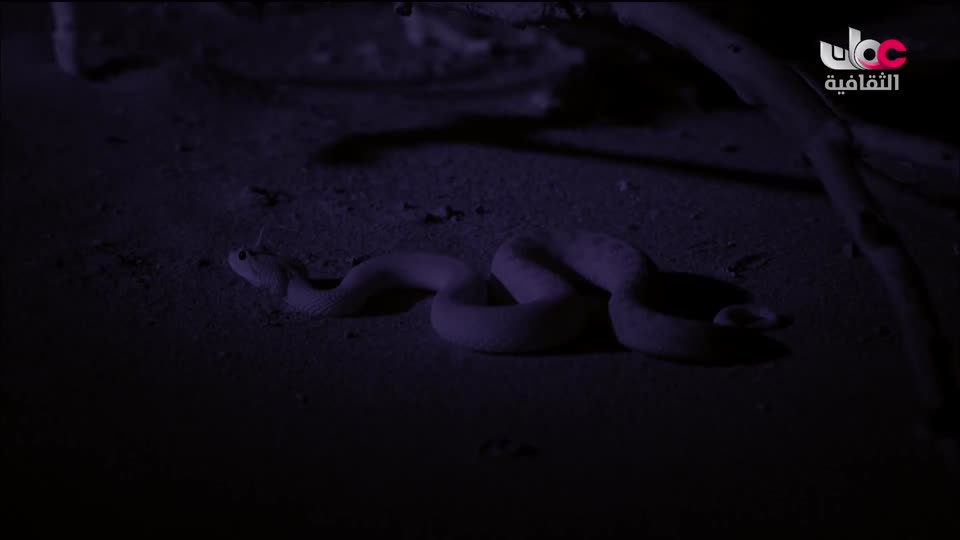 البرنامج الثقافي - غرائب الصحاري - الحلقة 2