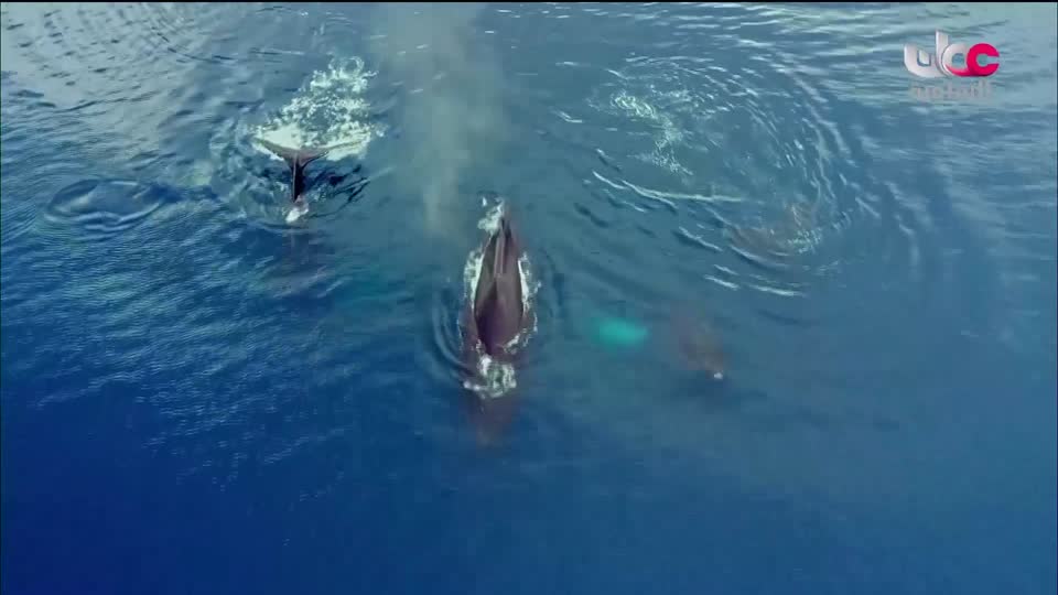 الفيلم الوثائقي - الحوت الأحدب