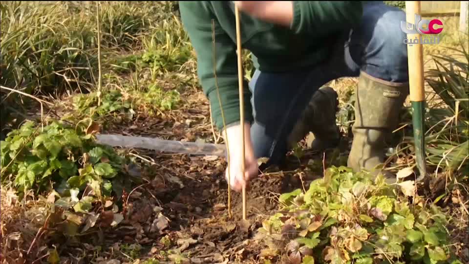 البرنامج الثقافي - عالم الأشجار