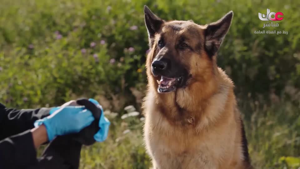 HUDSON AND REX - المسلسل الاجنبي - الحلقة 38