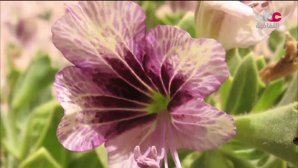 برنامج - كنوز الصحراء - الحلقة 7