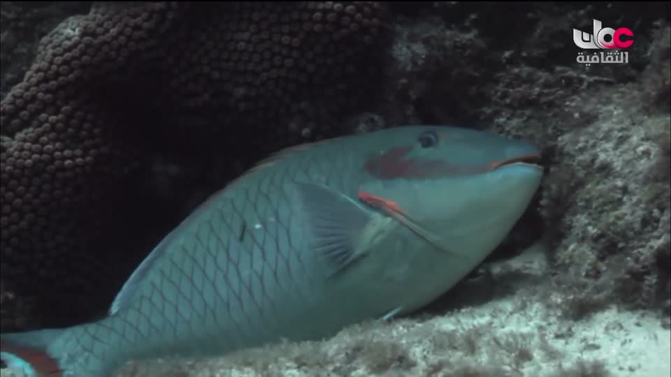 البرنامج الثقافي - كنور غارقة