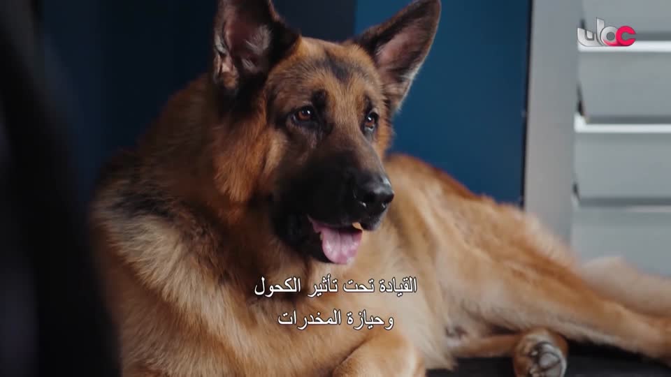 HUDSON AND REX - المسلسل الاجنبي - الحلقة 38