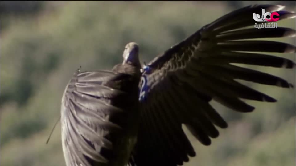 البرنامج الثقافي - هل تعلم ج2 - الحلقة 8