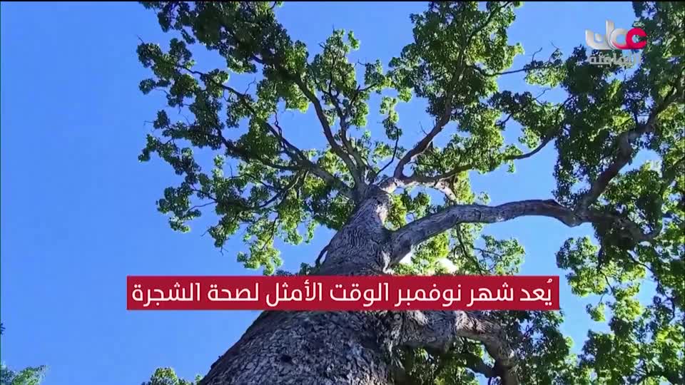 البرنامج الثقافي - عالم الأشجار