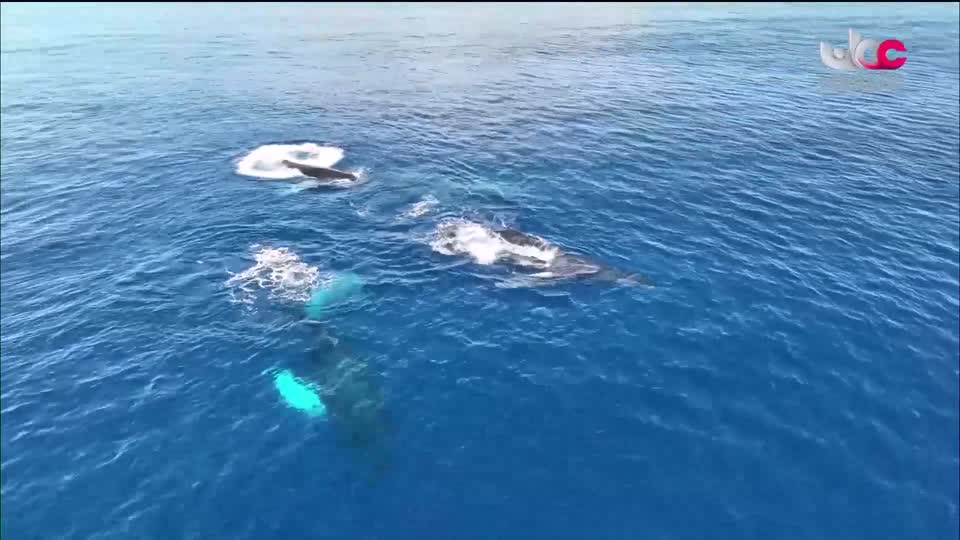 البرنامج الثقافي - أسرار الدماغ ج2