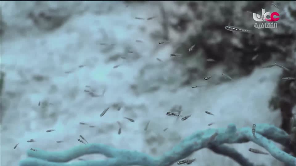 البرنامج الثقافي - كنور غارقة