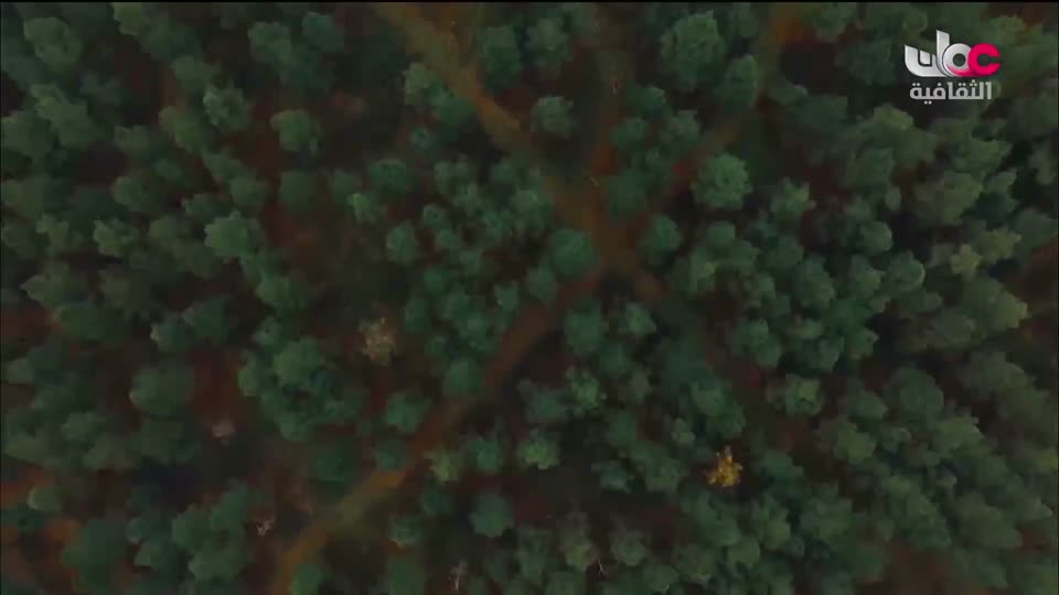 البرنامج الثقافي - عالم الأشجار