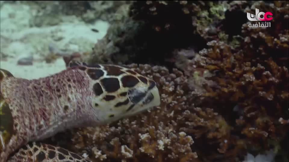 ندوات معرض مسقط الدولي للكتاب 2025 - الحلقة 8